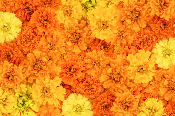 marigolds